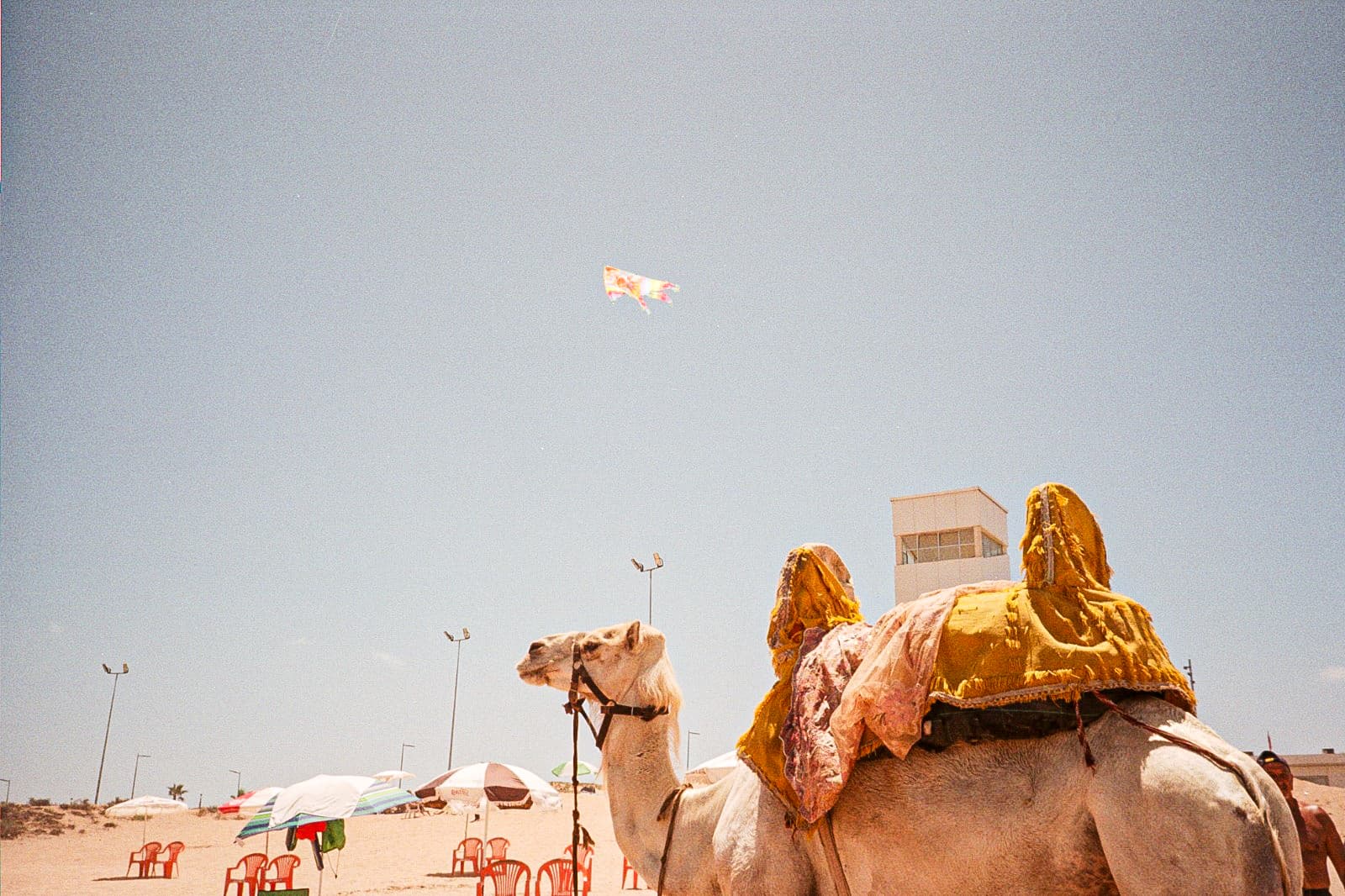 Chroniques argentique 15